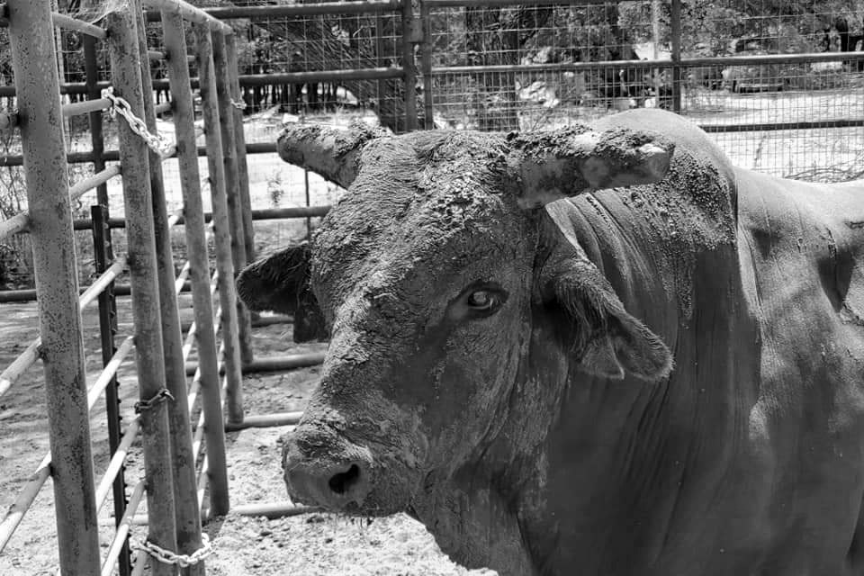 Bull visual from Rabon Bull Company concept site
