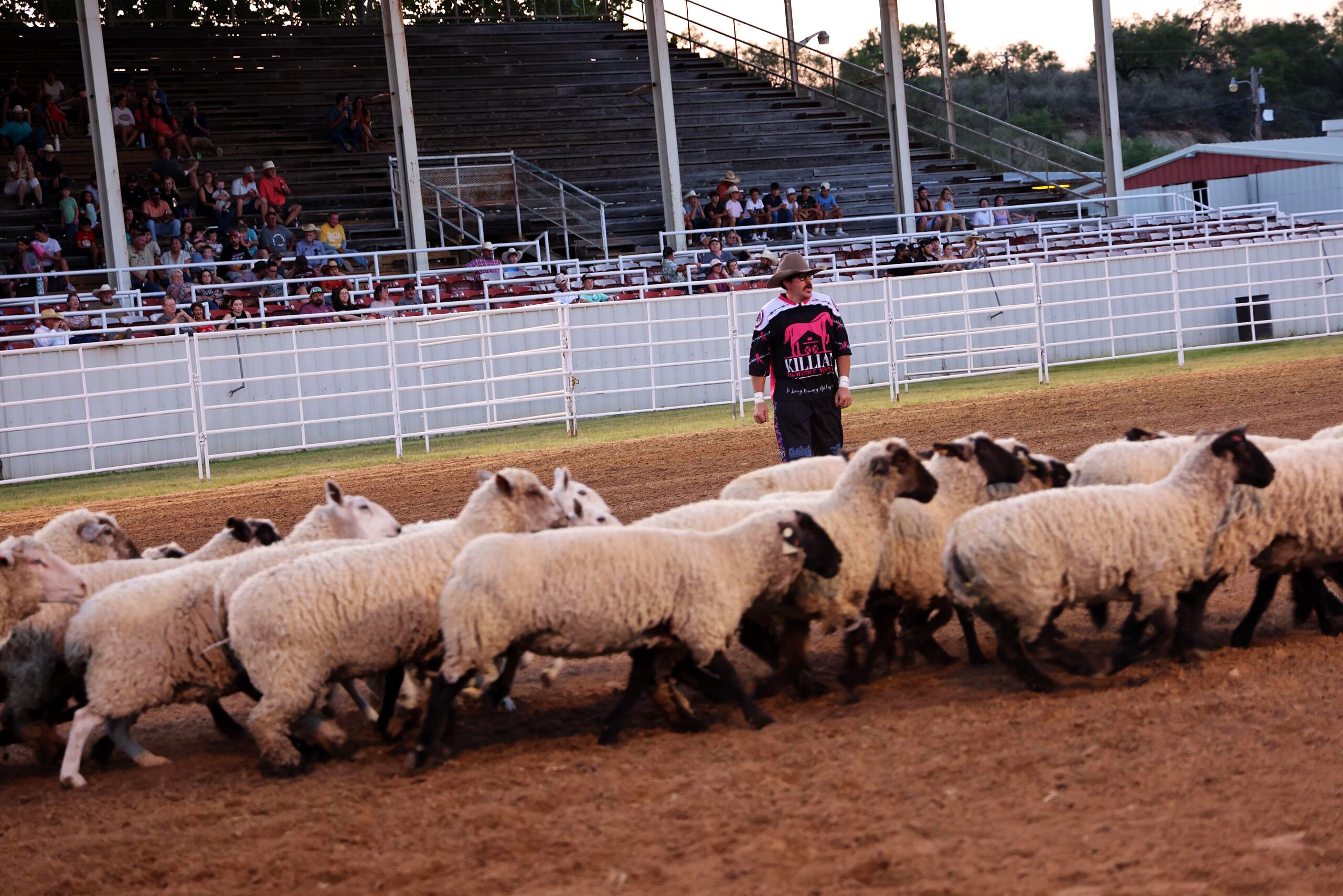 Sheep running across the dirt arena in front of the grandstand