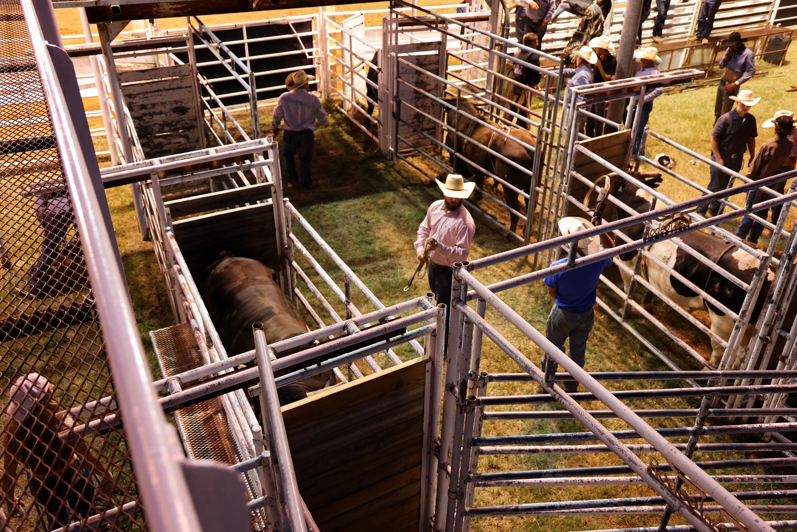 Rodeo crew moving stock through arena pens at night